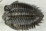 Beautiful Coltraneia Trilobite Fossil - Huge Faceted Eyes #311145-1